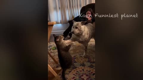 Funniest video of dogs and cats