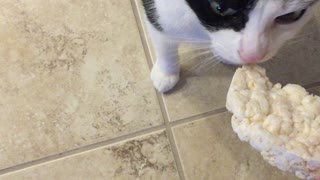 Cat Eats a Rice Cake