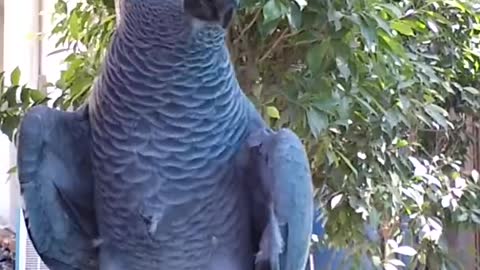 THE FUNNIEST PARROT 2