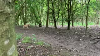 Playing hide and seek with a dog
