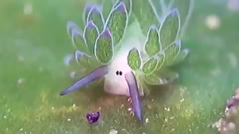 THE LEAF SHEEP IS A SPECIES OF SEA SLUG