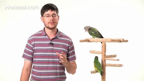 How to Train a Parrot to Talk | Parrot Training