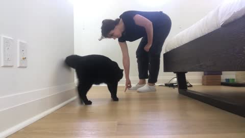 Training your cat easy beginners can do it!