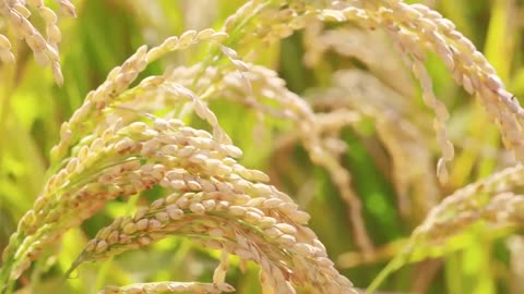 Rice fields harvest in autumn