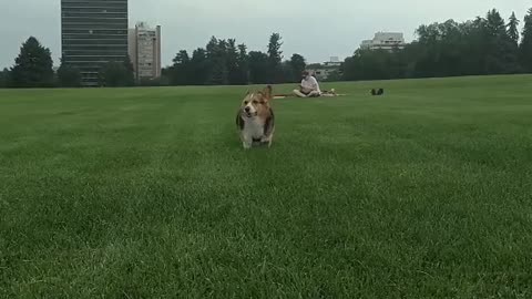 Run Corgi Run