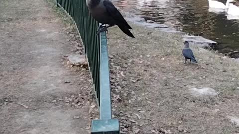 Crow Bird 🐦 Video By Kingdom of Awais