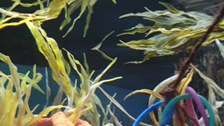 Another clip from the Melbourne zoo aquarium