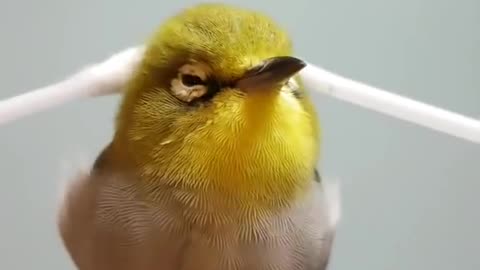 Bird gets massaged with q tips