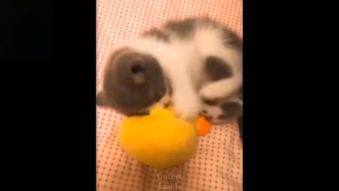 Cute and funny pets...