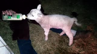 Baby lamb feeding time