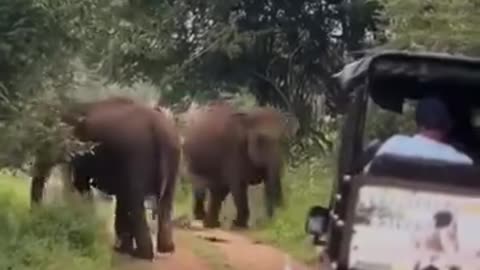 Elephant Attack safari cab viral video