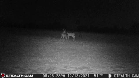 Merry Christmas and final deer hunt footage