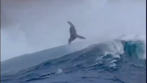 Sea lions surfing 🌊