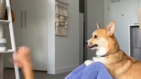 Corgi Loves Getting Involved in Workout Routine