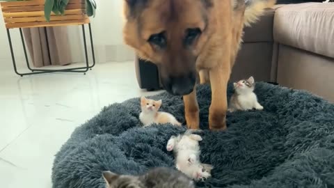 German Shepherd Shocked by Tiny Kittens occupying dog bed.