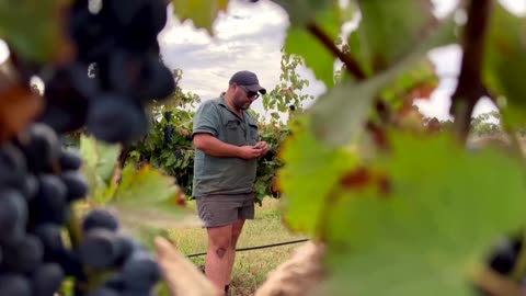 Millions of vines destroyed in Australia amid wine glut | REUTERS