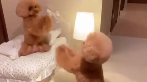 Cute pupies playing on bed