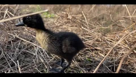 little black duck