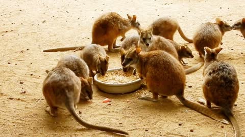 Many of me Kangaroo's baby is calm and polite