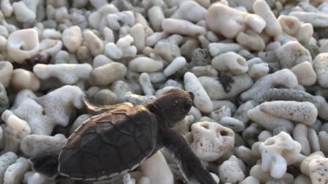 Turtle hatchling