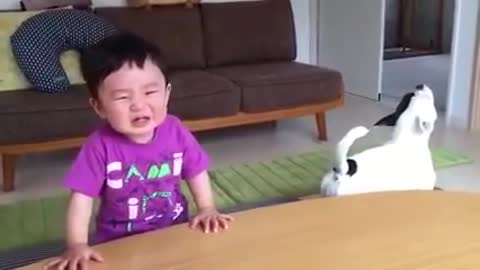 Funny Dog and Baby fight