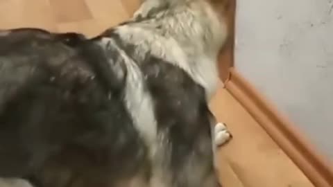 German shepherd is scared by a little 🐈 cat