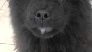 Black fluffy dog licks its lips a lot