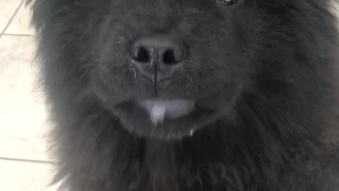Black fluffy dog licks its lips a lot