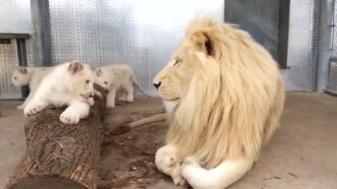 Rare White lion cubs playing with their daddy