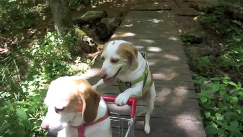 "Doggie Double Trouble: Big Pup Takes Tiny Buddy for a Ride!"