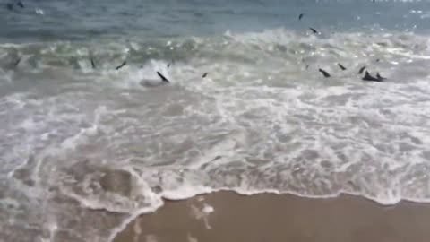 RARE SHARK FEEDING IN NORTH CAROLINA BEACH