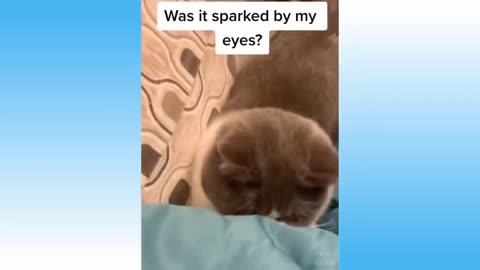 Funny and Cute Cat's Life 👯😺 Cats and Owners are the best friends Videos