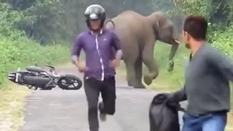Chased by wild elephant