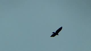 Turkey Vulture