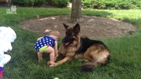 Baby Playing with German Shepherd Dog Compilation