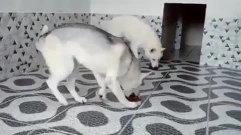 Two puppies are eating in a competition