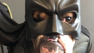 This bulldog is ready to audition for a Batman role