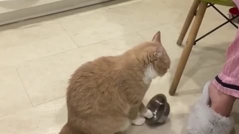 Funny cat asking food