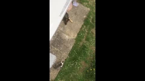 Cat Introduces Himself To A Newly Adopted Dog