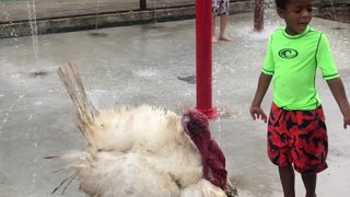 Turkey vs splash pad