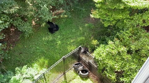 Bear Cubs Climb Fences to Nurse With Mom