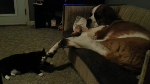 Needy Cat Uses Dog's Paw To Pet Itself