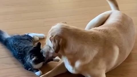 Cat and dog loving 😻💓