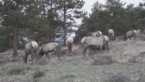 Rocky Mountain National Park A Gang Of Elk