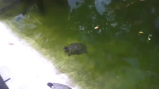 Tartaruga nada devagar, enquanto a outra toma sol no lago do parque [Nature & Animals]