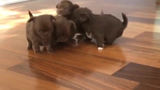 Pequeños chihuahuas juegan juntos de modo adorable