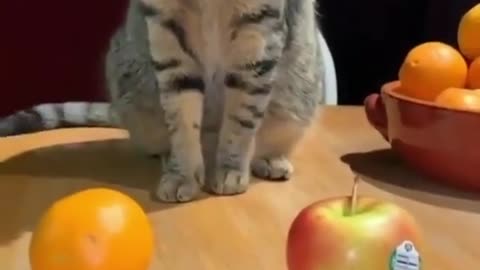 Cats are very smart