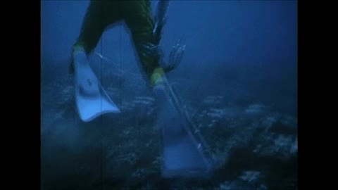 Double Hose Regulator Diver Spearfishing Grouper in 1960s Cozumel Mexico Silent Film