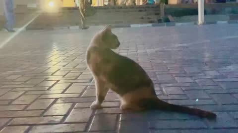 Cat in the street of DXB