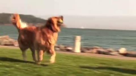 Golden Retriever likes to play ball but does not like to sleep